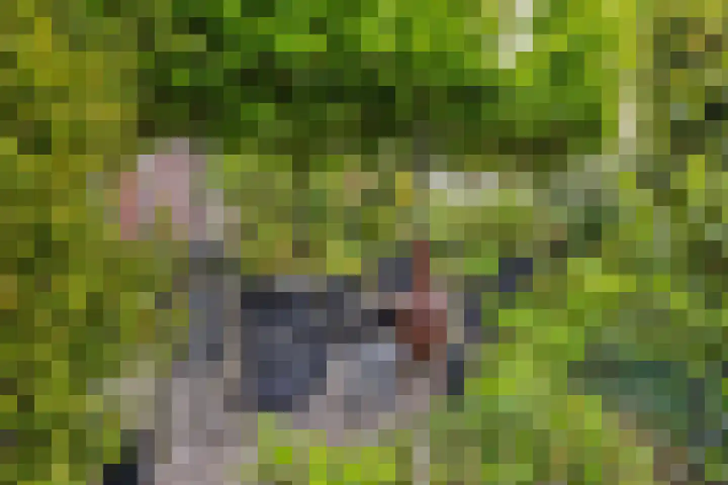 Korteweg 21 Rockanje thumbnail 31