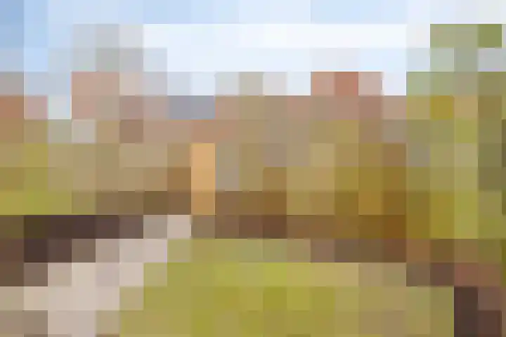 Korteweg 6 Nieuw- en Sint Joosland thumbnail 43