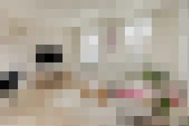 Korteweg 6 Nieuw- en Sint Joosland thumbnail 8