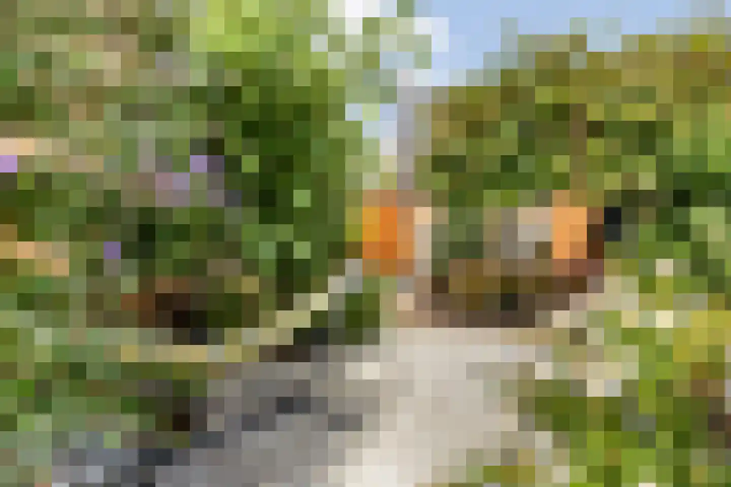 Kortfoortstraat 54 Oss thumbnail 33