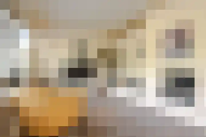 Kortgenestraat 24 Rotterdam thumbnail 8