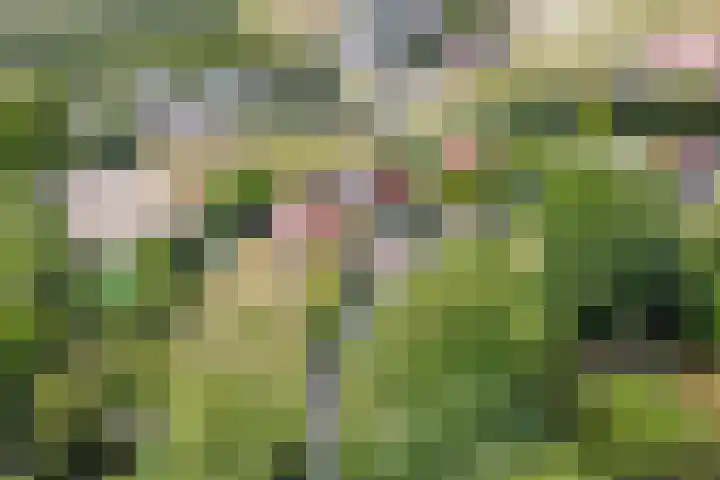 Kortstraatje 2 Wemeldinge thumbnail 36