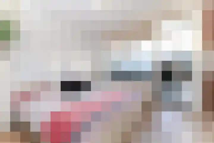 Korvet 19 Brielle thumbnail 17