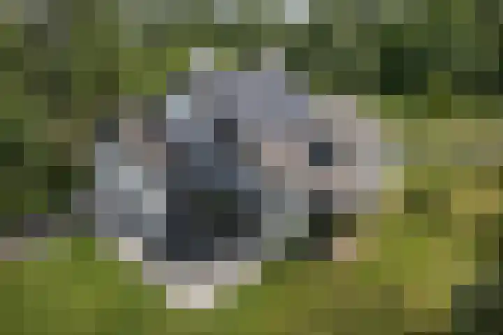 Kosmoslaan 19 Eindhoven thumbnail 52