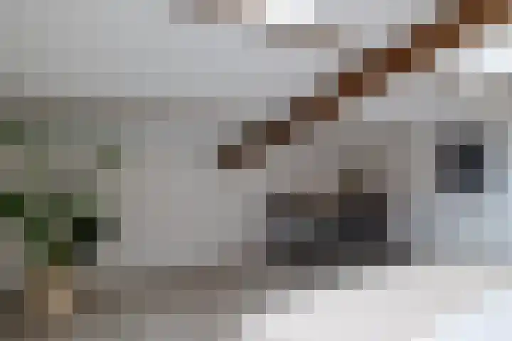 Koster Gijzensteeg 3 Gouda thumbnail 22