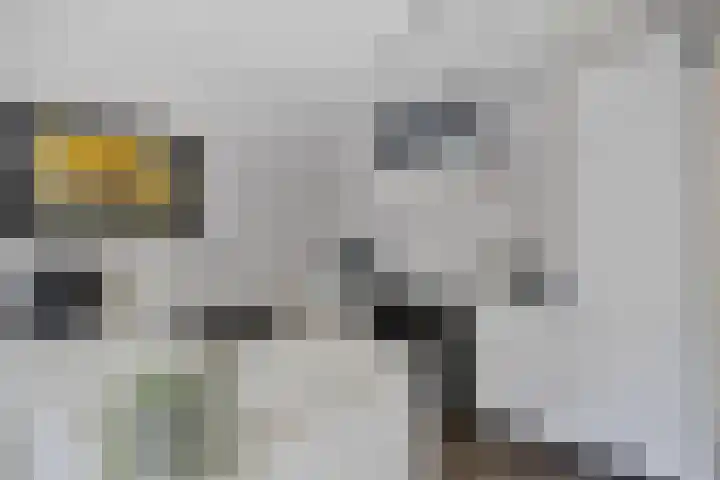 Kosterhof 1 Waalre thumbnail 10