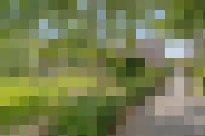 Kosterhof 13 Waalre thumbnail 30