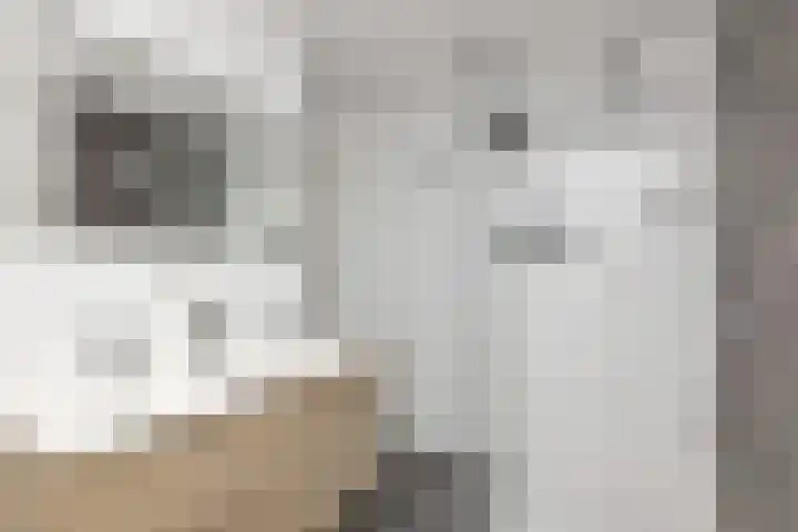 Kosterij 18 Venhuizen thumbnail 20