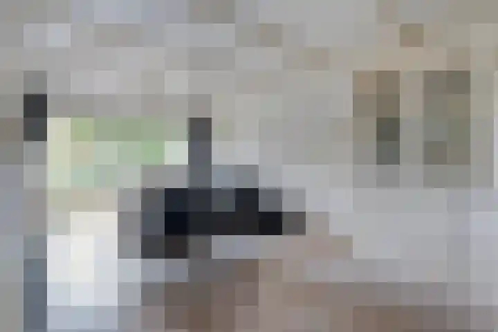 Kosterskamp 19 Den Ham thumbnail 11