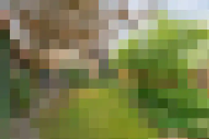Kosterskamp 19 Den Ham thumbnail 35