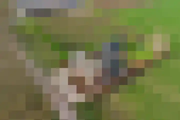Kostersweg 5 Wolphaartsdijk thumbnail 30