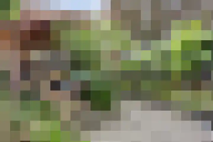 Kottenseweg 24 I Winterswijk thumbnail 31