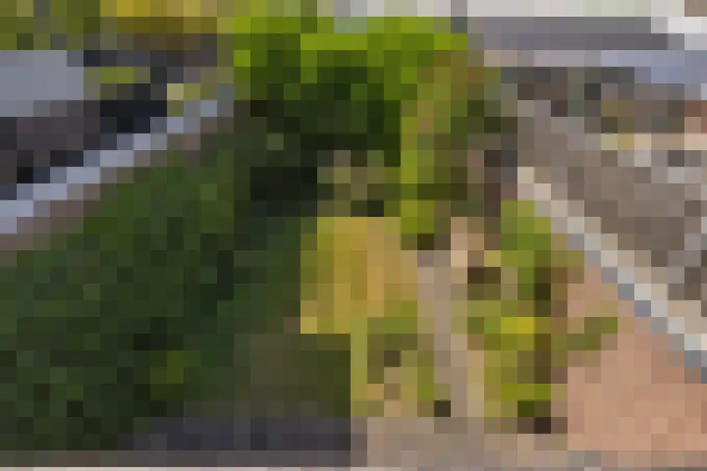 Koudenhorn 78 Haarlem thumbnail 32
