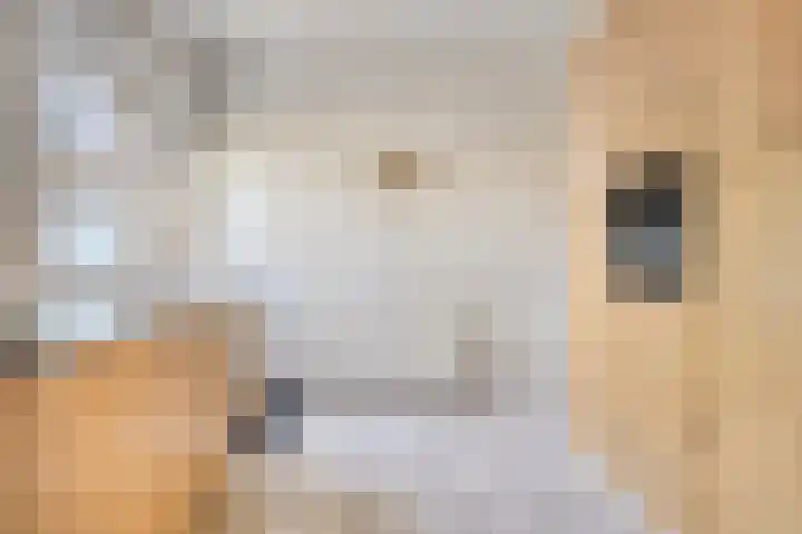 Koudhoornlaan 3 Ugchelen thumbnail 11