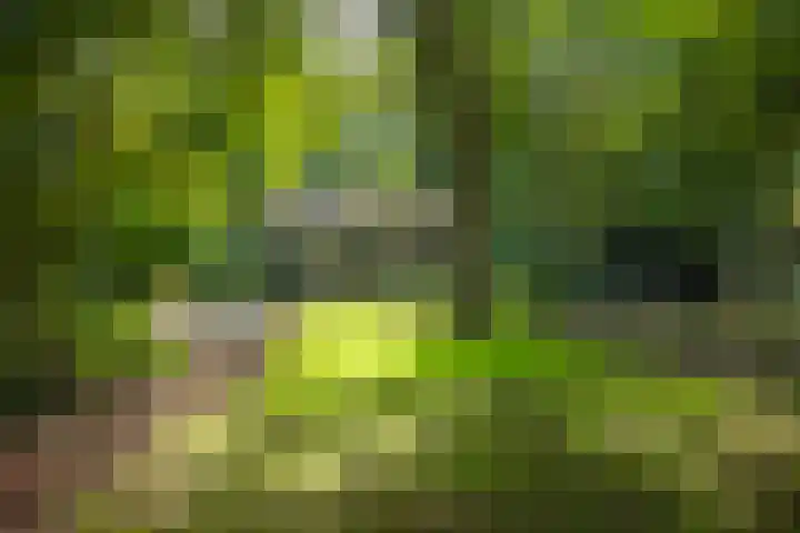 Koudhoornseweg 29 Garderen thumbnail 37
