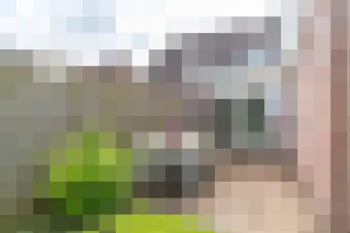 Koutenburg 45 Garyp thumbnail 36