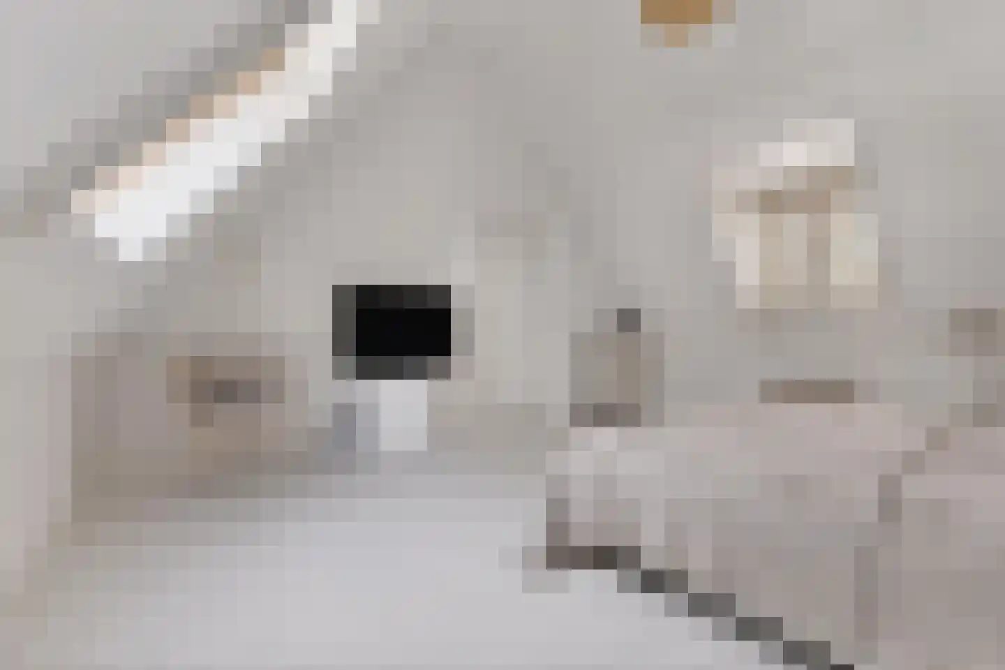 Kouter 118 Gemert thumbnail 38