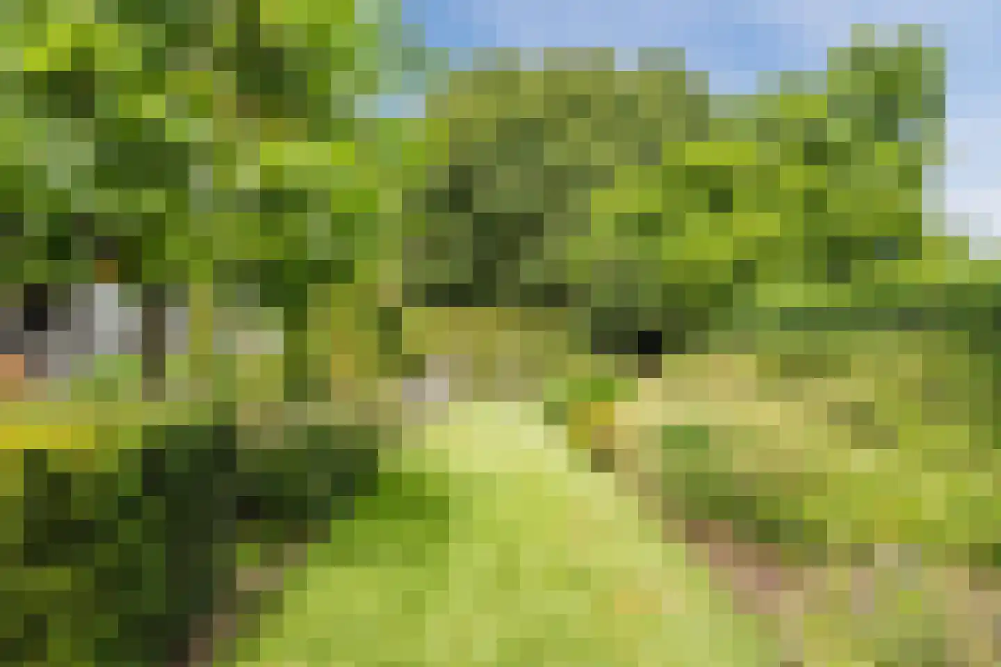 Kouwenberg 42 Cuijk thumbnail 46