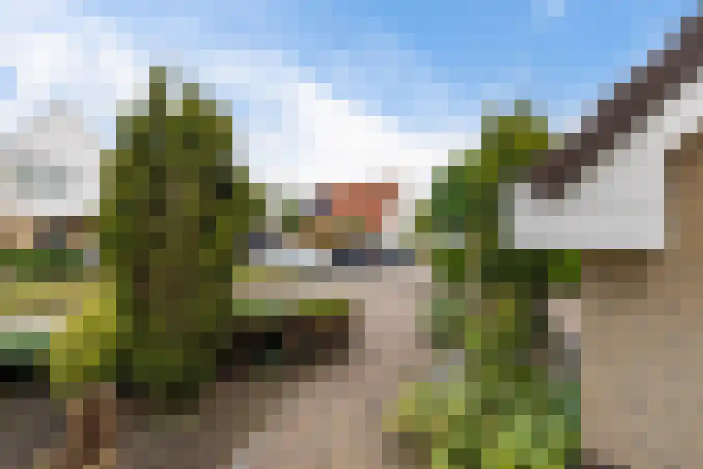 Koweblomke 49 Damwâld thumbnail 37