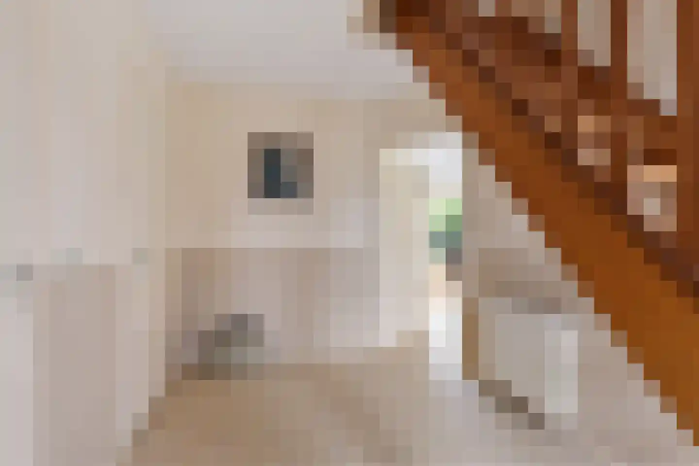 Koweblomke 49 Damwâld thumbnail 6
