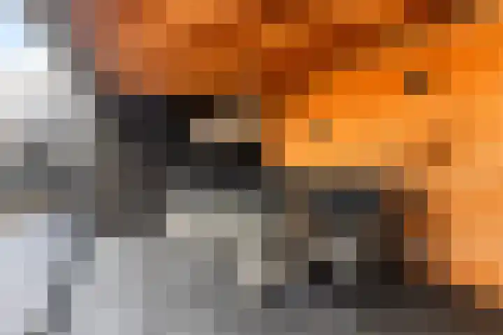 Koweblomke 53 Damwâld thumbnail 31