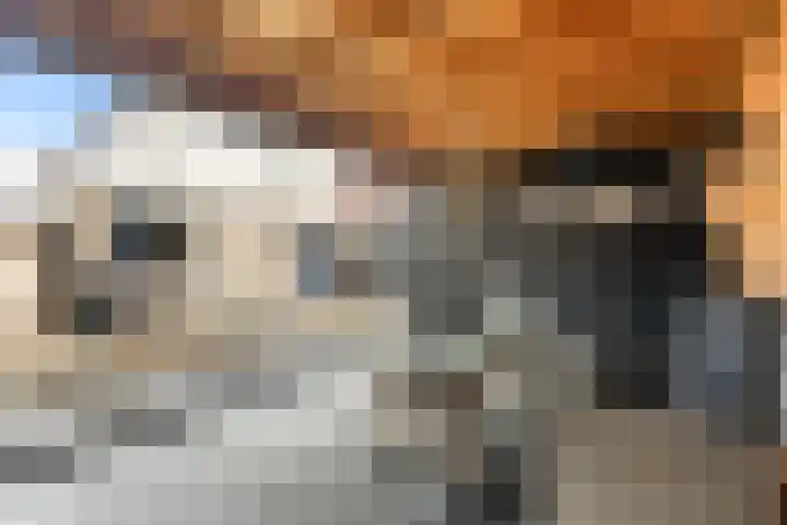 Koweblomke 53 Damwâld thumbnail 4