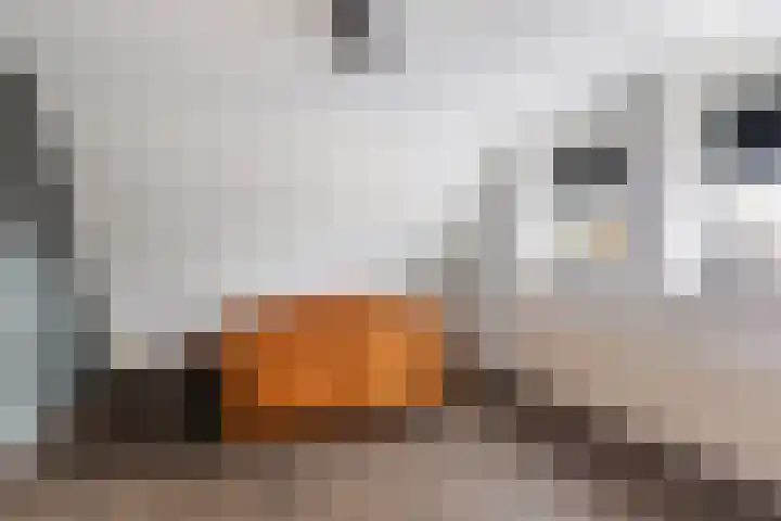 Koweblomke 53 Damwâld thumbnail 44