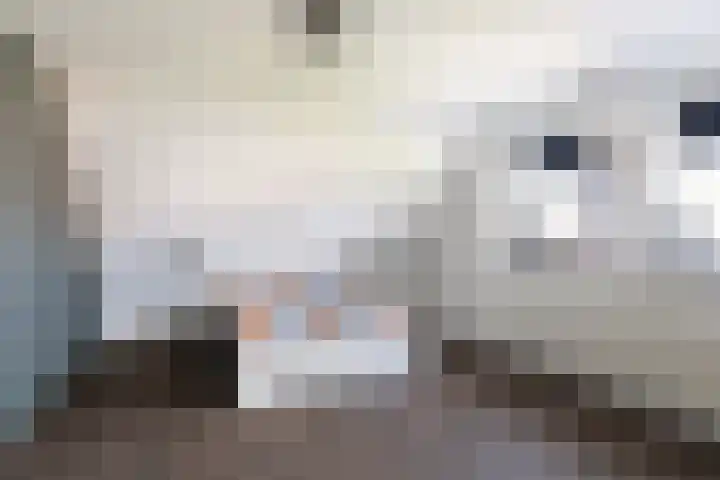 Koweblomke 53 Damwâld thumbnail 50