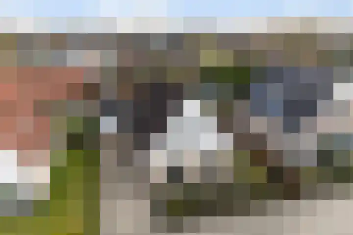 Koweblomke 53 Damwâld thumbnail 55