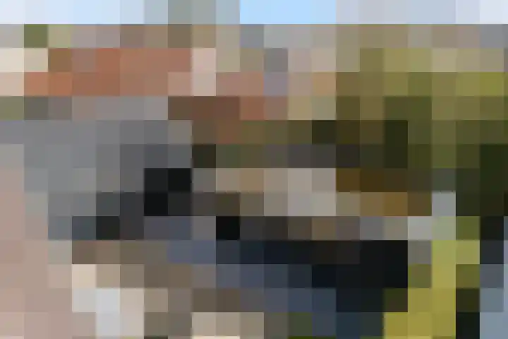 Koweblomke 53 Damwâld thumbnail 56