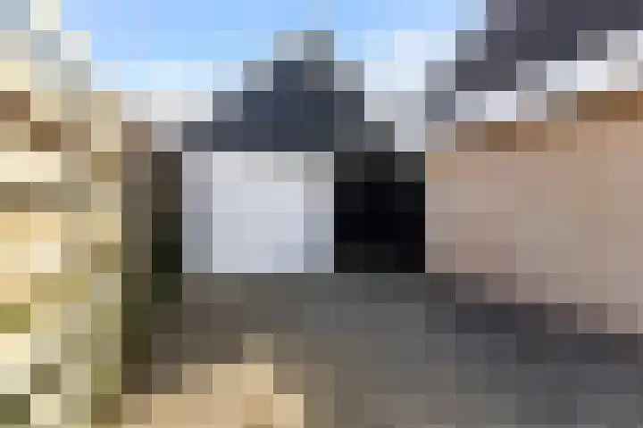 Koweblomke 53 Damwâld thumbnail 7