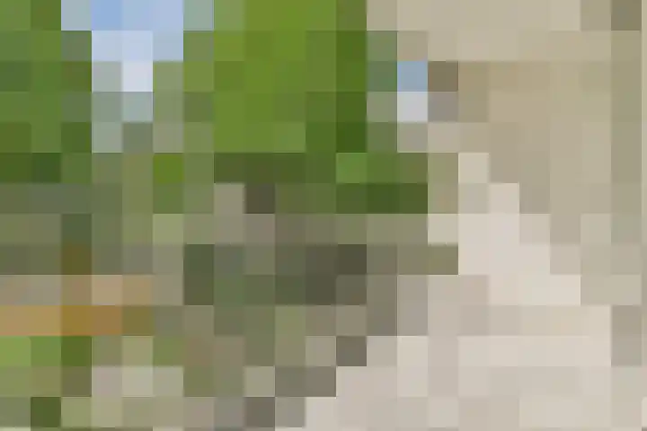 Koxhorn 11 3 Amsterdam thumbnail 11