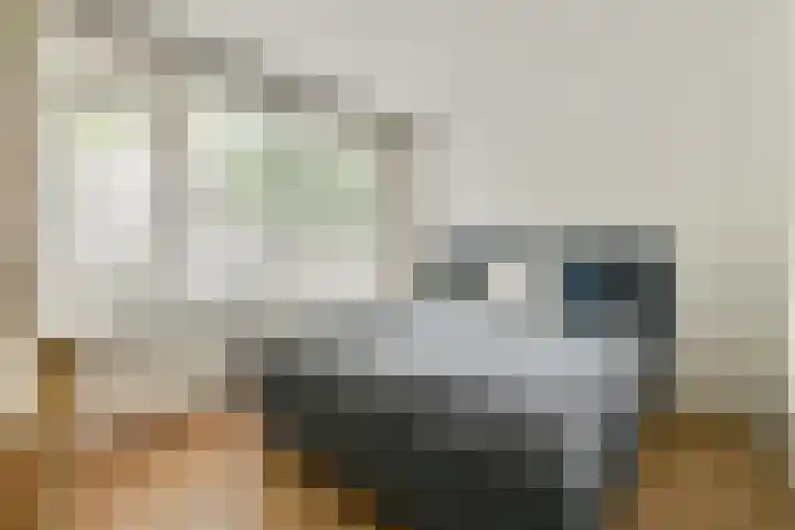 Koxhorn 11 3 Amsterdam thumbnail 15