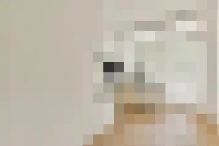 Koxhorn 11 3 Amsterdam thumbnail 21