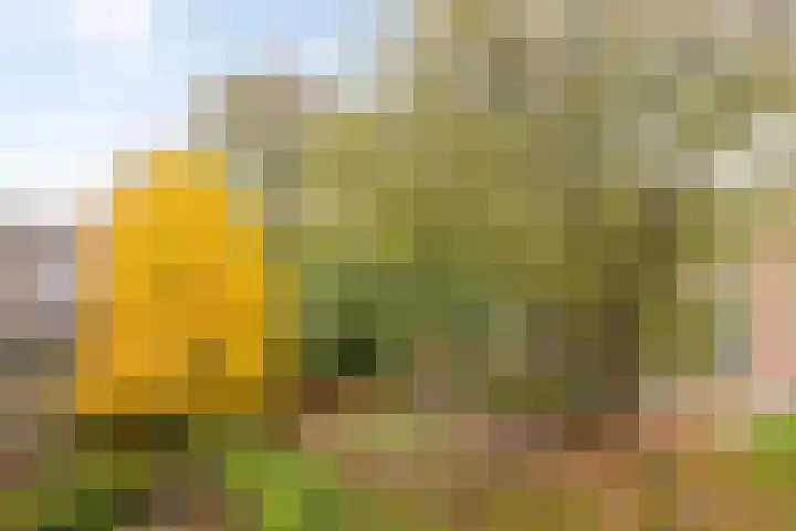 Koxhorn 2 2 Amsterdam thumbnail 23