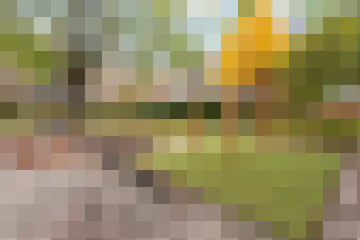 Koxhorn 2 2 Amsterdam thumbnail 25