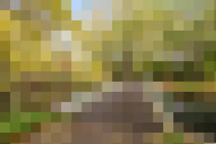 Koxhorn 2 2 Amsterdam thumbnail 26