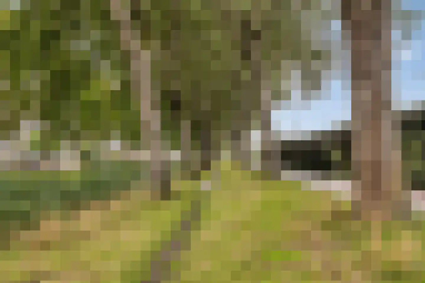 Kraagbeer 7 Heerhugowaard thumbnail 41