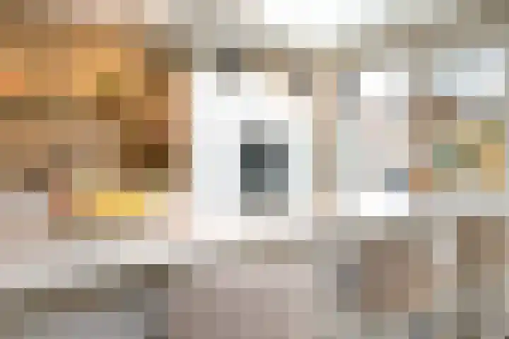 Kraagroos 10 Zevenhuizen thumbnail 10