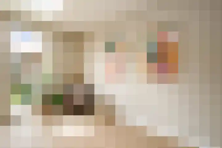 Kraagroos 10 Zevenhuizen thumbnail 14