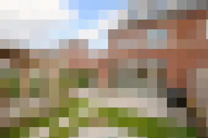 Kraagroos 10 Zevenhuizen thumbnail 34