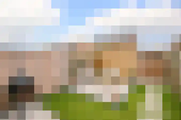 Kraagroos 10 Zevenhuizen thumbnail 35