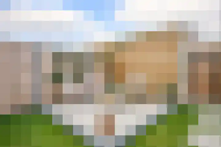 Kraagroos 10 Zevenhuizen thumbnail 36