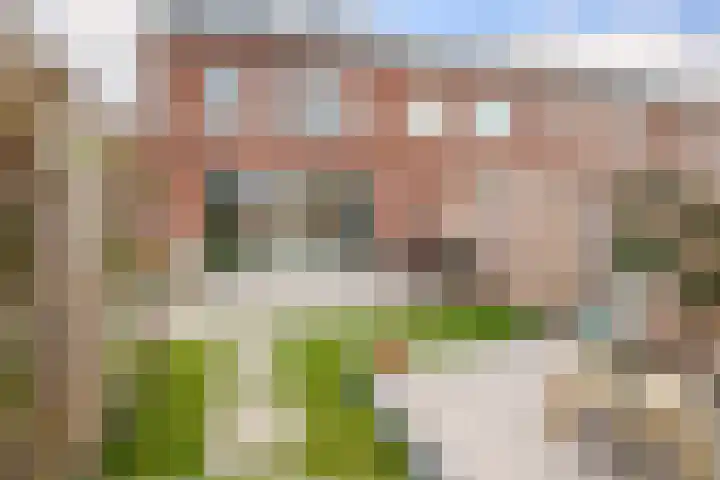 Kraagroos 10 Zevenhuizen thumbnail 37