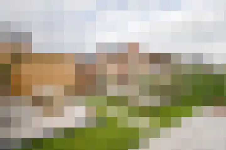 Kraagroos 10 Zevenhuizen thumbnail 40