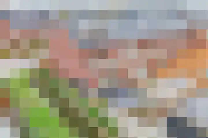 Kraagroos 10 Zevenhuizen thumbnail 43