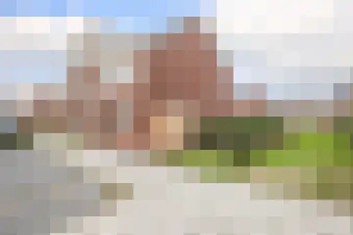 Kraagroos 10 Zevenhuizen thumbnail 44