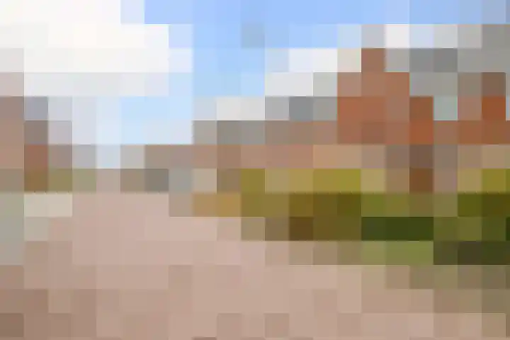 Kraagroos 10 Zevenhuizen thumbnail 45