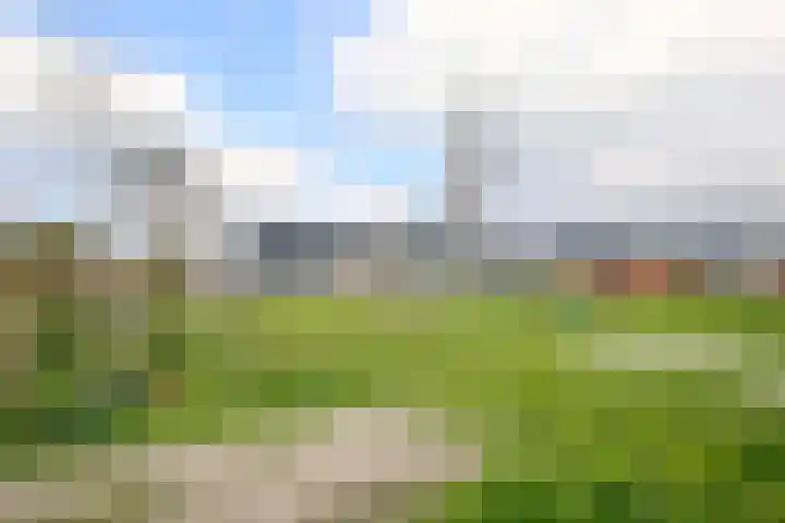 Kraagroos 10 Zevenhuizen thumbnail 46