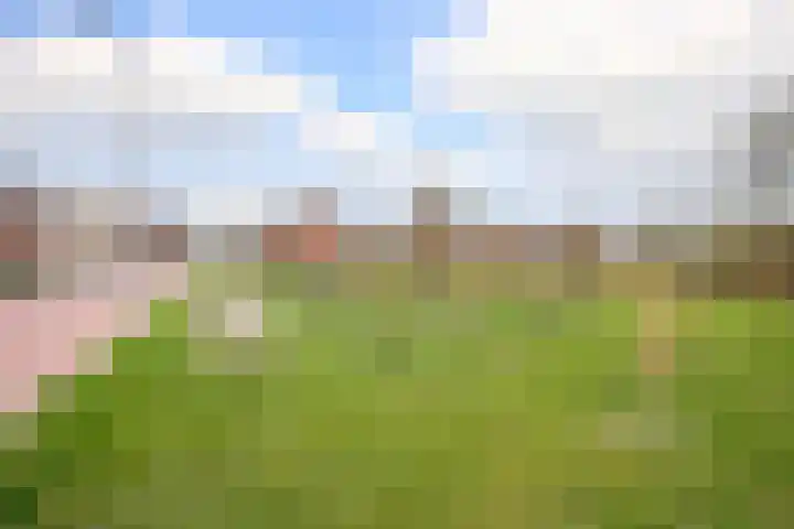 Kraagroos 10 Zevenhuizen thumbnail 47